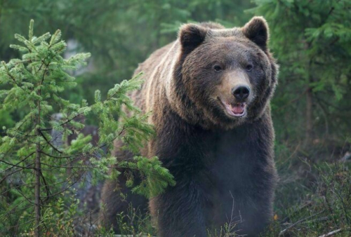 Фотошпалери Бурий ведмідь в лісі