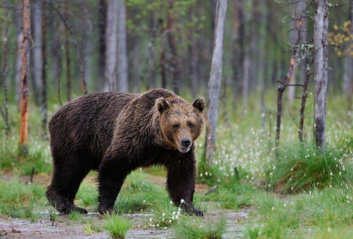 Фотошпалери Бурий ведмідь