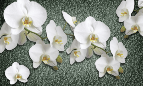 Фотошпалери Біла орхідея на фоні стіни