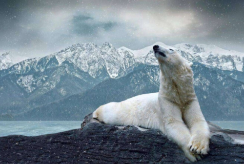 Фотошпалери Білий ведмідь в горах