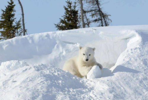 Фотошпалери Білий ведмідь на снігу
