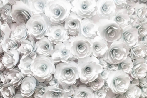 Фотошпалери Білі бутони троянд