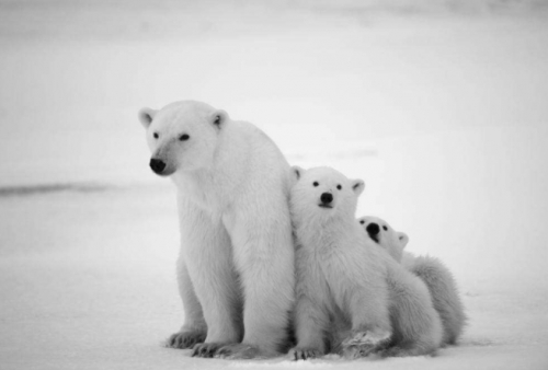 Фотошпалери Білі ведмеді