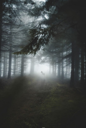 Фотошпалери Вовк в тумані