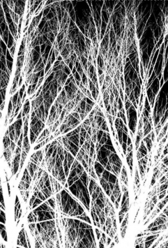 Фотошпалери Гілки дерев