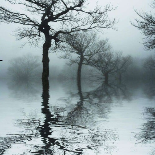 Фотошпалери Дерева у воді