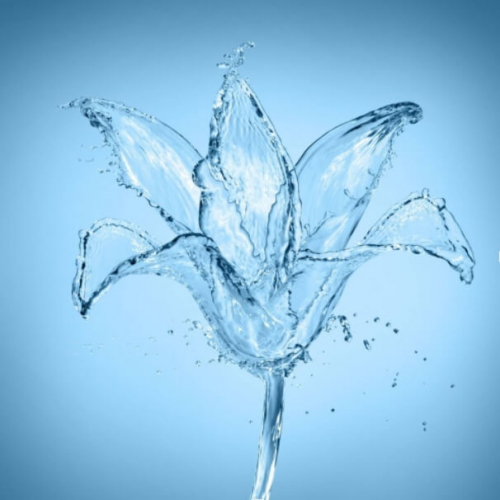 Фотошпалери Квітка з води