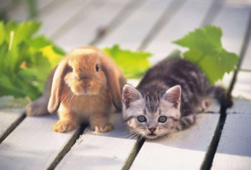 Фотошпалери Кролик та котик