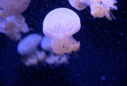 Фотошпалери Медузи у воді