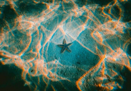 Фотошпалери Морська зірка у воді