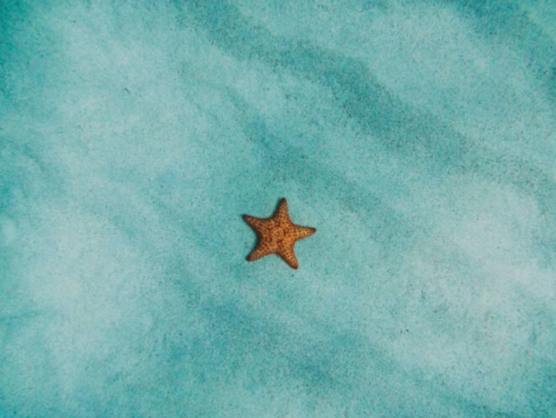 Фотошпалери Морська зірка
