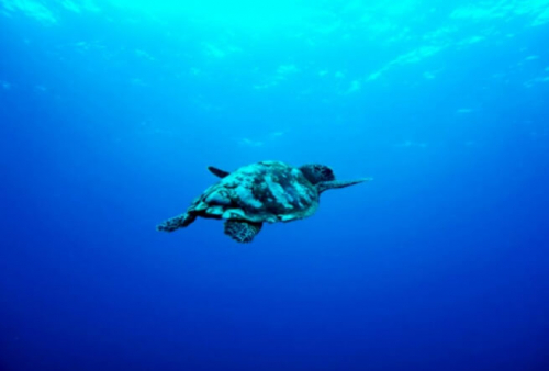 Фотошпалери Морська черепаха