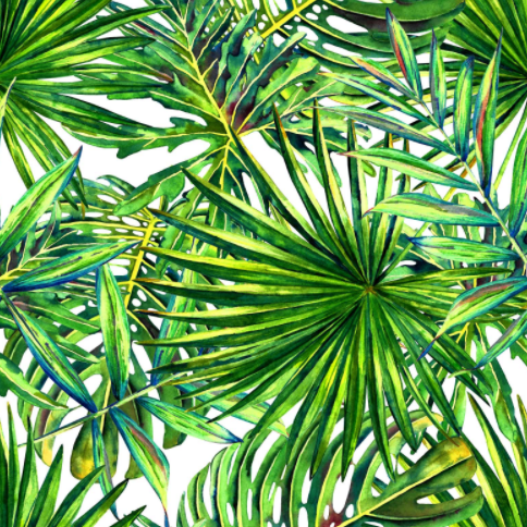 Фотошпалери Пальмові листя