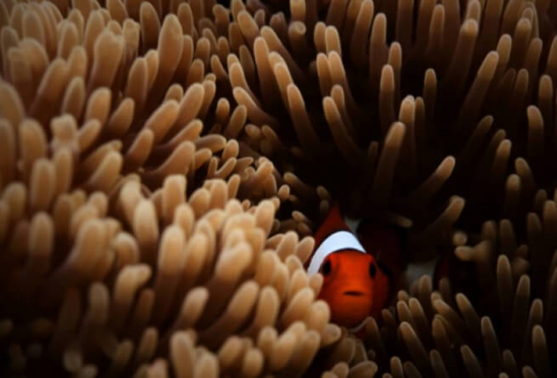 Фотошпалери Помаранчева риба - клоун