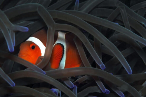 Фотошпалери Помаранчева рибка - клоун