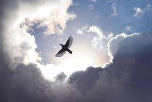 Фотошпалери Птах у небі
