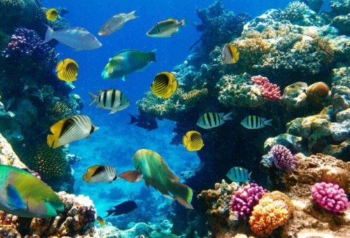 Фотошпалери Риби та корали