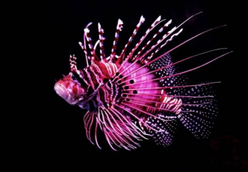 Фотошпалери Рожева рибка