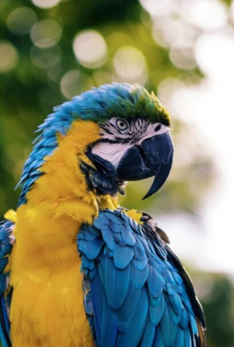 Фотошпалери Синьо - жовтий папуга
