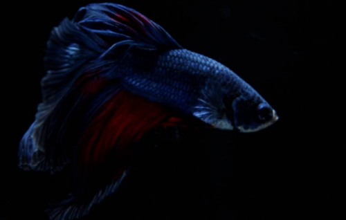 Фотошпалери Синя рибка