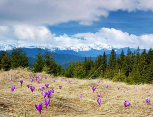 Фотошпалери Фіолетові квіти в горах