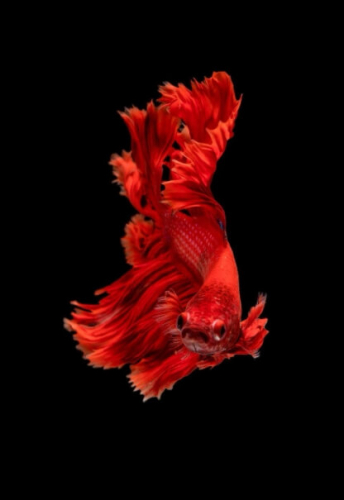 Фотошпалери Червона рибка