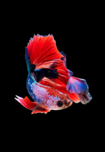 Фотошпалери Червоно - синя рибка