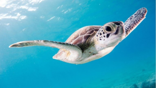 Фотошпалери Черепаха в воді
