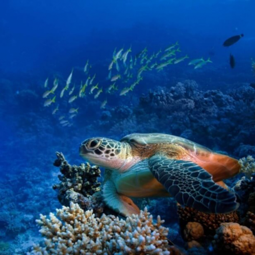Фотошпалери Черепаха на коралах