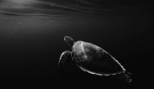 Фотошпалери Черепаха під водою