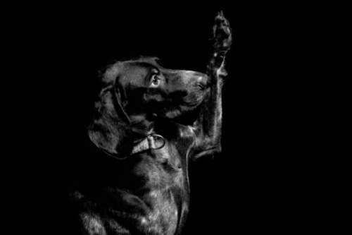 Фотошпалери Чорна собака дає лапу