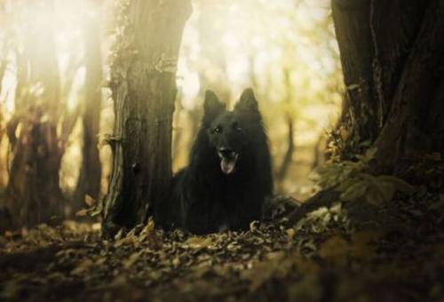 Фотошпалери Чорна собака