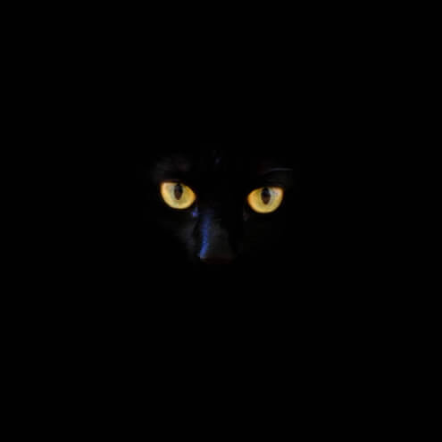 Фотошпалери Чорний кіт в темноті