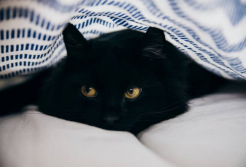 Фотошпалери Чорний кіт