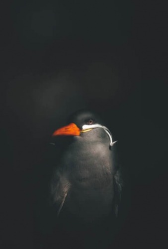 Фотошпалери Чорний птах