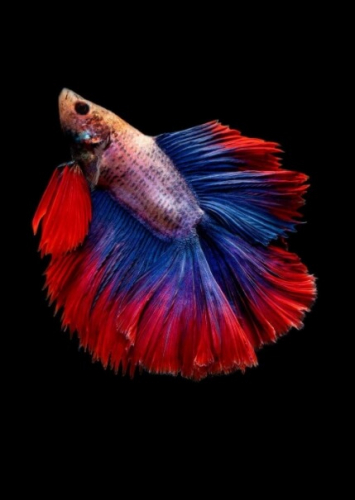 Фотошпалери Яскрава рибка